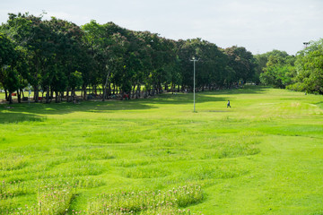 City public park bangkok thailand. Big trees in the park and green grass.