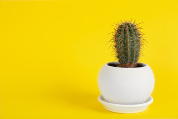 Potted cactus on yellow background, space for text