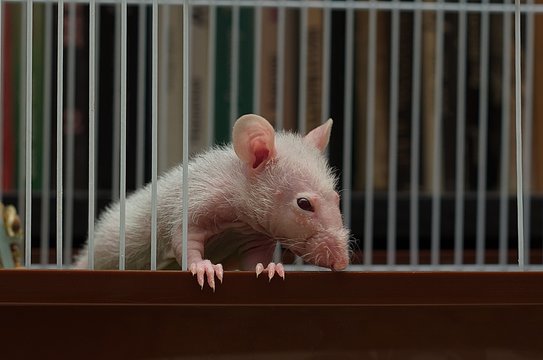 A small rat sitting in an iron cage. Stock Photo | Adobe Stock
