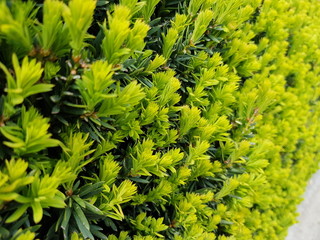 der Frühling ist da