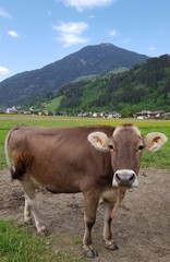 Fototapeta na wymiar Tierwelt in den Alpen