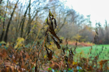 Primo piano di una pianta e le differenti sfumature di colori del bosco in autunno, stagioni e natura