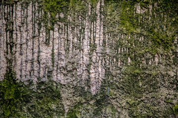 Fototapeta premium old shabby gray concrete wall with deep relief and dark green moss and mold. rough surface texture
