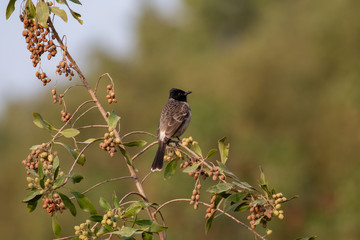 Obraz premium Red-vented Bulbul