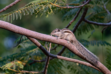 squirrel on tree