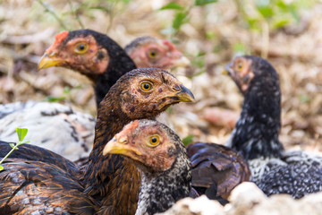 Close up of the heads of black hens