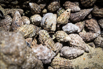 Little hermit crab walking between empty shells, coast of Zanzibar