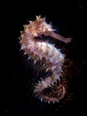 Isolated spiny seahorse (Hippocampus histrix), also referred to as the thorny seahorse in Anila0, Philippines.  Marine life and underwater photography.