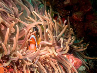 Naklejka na ściany i meble Clownfish or ocellaris clownfish (Amphiprion ocellaris) nestled in a magnificent sea anemone (Heteractis magnifica) near Anilao, Philippines. Underwater photography and marine life.