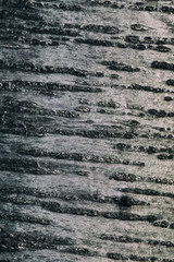 Close-up of a cherry trunk with a bark.