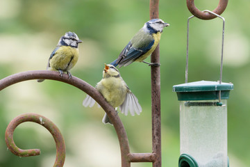 Junge Blaumeise mit Eltern