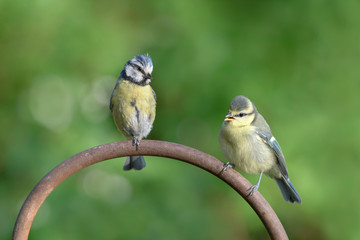 Obraz premium Junge Blaumeise und Elternteil