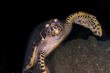 Hawksbill sea turtle (Eretmochelys imbricata) swimming around coral reef near Anilao, Batangas, Philippines	