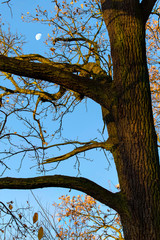Moon glowing by day on blue sky and oak trunk.