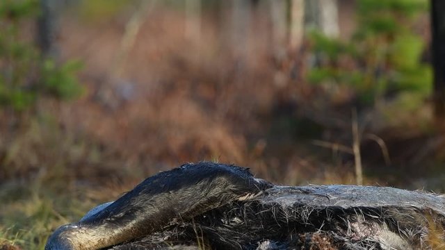 Eurasian Jay pecks the corpse of an moose. Slow motion. The Eurasian jay Scientific name : Garrulus glandarius. Natural Habitat. Autumn season