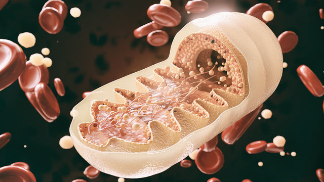 mitochondria cell in close-up - 3D Rendering