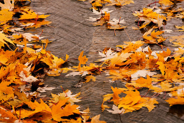 autumn or fall leaves