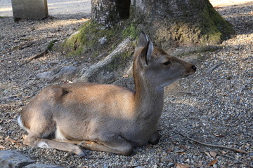 Nara Park in Nara Prefecture, Japan and the scenery of deer living in the park