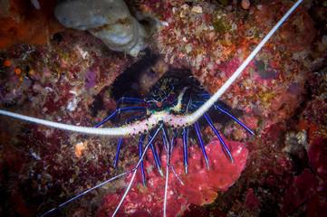Blue Spiny lobster (Panulirus versicolor) hiding in a coral cave near Anilao, Batangas, Philippines. Underwater photography and marine life.