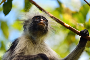 Zanzibar red colobus in Jozani forest. Tanzania, Africa