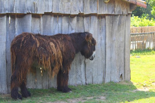 Baudet du Poitou dans son enclos au zoo