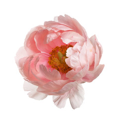 Pink peony flower isolated on white background. - obrazy, fototapety, plakaty
