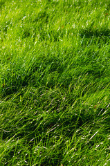 grass texture under the sun vertical