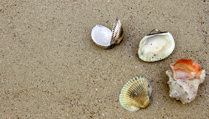 sea shells
