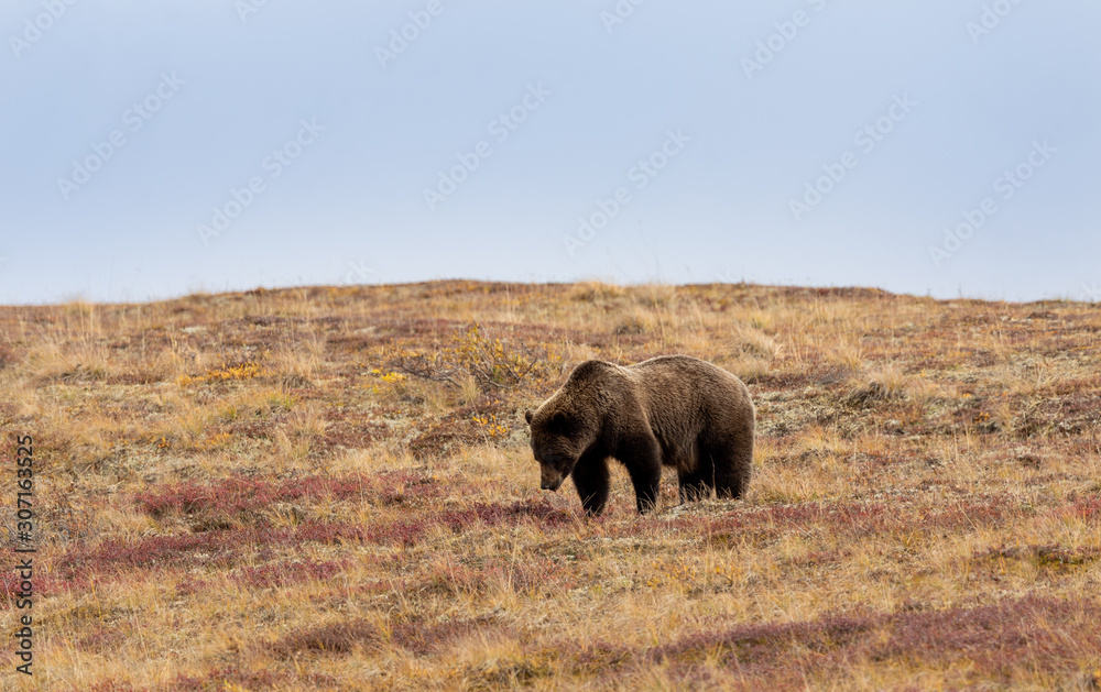 Poster Grizzly Bear on the Tundra in Denali National Park in Autumn