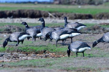 Ringelgänse in Schweden im Herbst