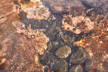 aplysia on top of a rock on a beach in Tenerife, Canary Islands, Spain
