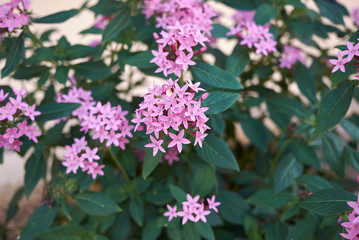 Pentas lanceolata
