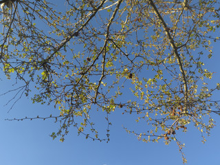 green branches over blue sky