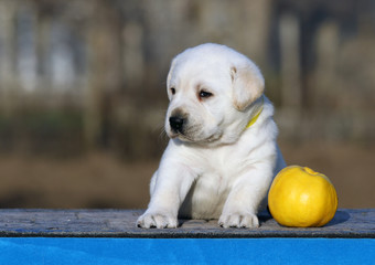 the labrador puppy on a blue background
