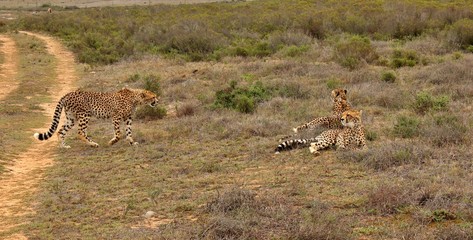 the wild animals of South Africa