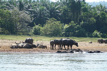 a few water buffalos at the river bank