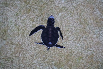 baby turtle from the top