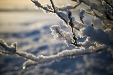 frozen tree branch at the sea shore