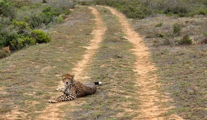 the wild animals of South Africa