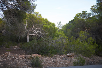 Pinus halepensis