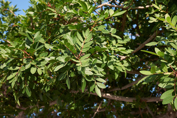 Pistacia lentiscus