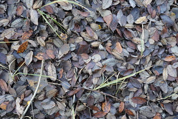 nature 2