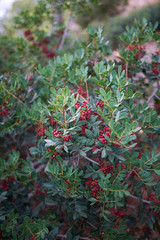Pistacia lentiscus 