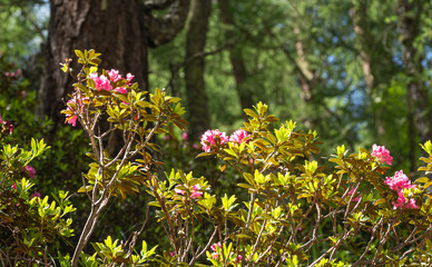 Alpenrose (rhododendron ferrugineum) blooming in alpine forest in Pfossental, Schnalstal, South...