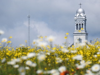  A field in bloom and a church steeple