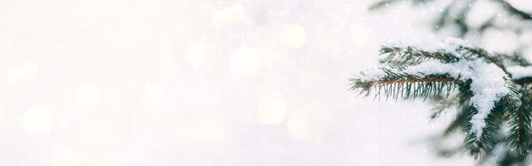 Winter Christmas banner, background. Green Spruce branches in the snow on light bokeh background...