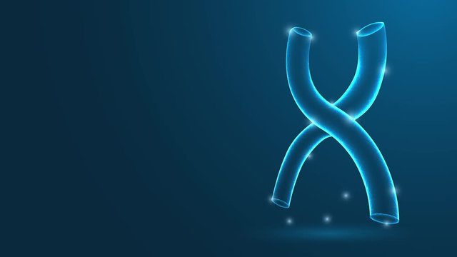 Human Chromosome. X-shaped structure. low poly wire frame theme concept,video animation on blue background. 