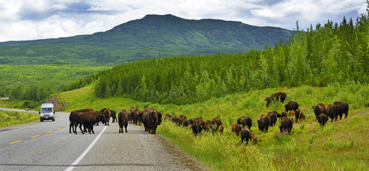 Wood Bison (Bison bison athabascae) on Alaska Highway. World famous Alaska Highway was constructed during World War 2 for the purpose of connecting the contiguous United States to Alaska across Canada © Pecold