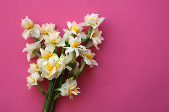 bouquet of white narcissus flowers on pink background,  scented flowers beautiful 