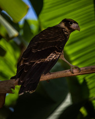 hawk
